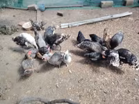 Chickens — 照片 5