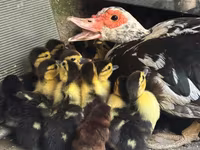 Ducks — photo 1