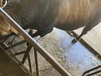 Buğa, Swiss cattle — foto 8