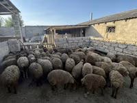 Qoç, Qoyunlar — foto 2