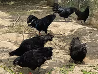Ayam Cemani — photo 5