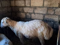 Ram, Sheep — photo 2