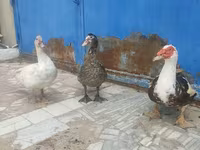 Ducks — Foto 2