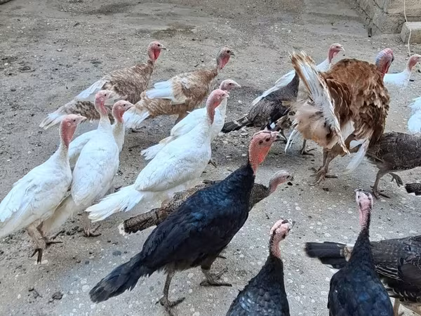 Turkeys — Azerbaijan