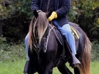 Hengst, Rocky Mountain Horse — Foto 5