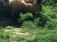 公羊, Sheep — 照片 1