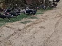 Turkeys — الصورة 6