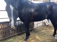 Koń, Friesian sport horse — zdjęcie 2