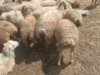Sheep, Sheep — photo 5