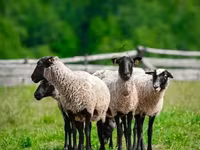 Qoç, Romanov sheep — foto 2