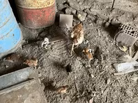 Chickens — foto 3