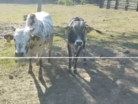 Buğa, Zebu — foto 4
