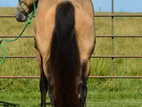 Hengst, Gypsy horse — Foto 7