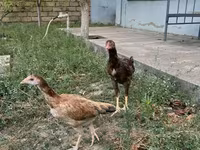 Chickens — photo 4
