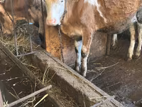Kuh, Simmental cattle — Foto 4