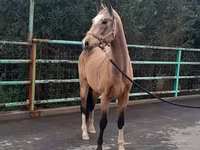 Mare, Akhal-Teke — photo 5
