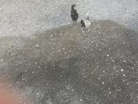 Chickens — Foto 4