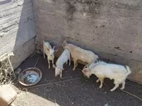 Keçi, Keçilər — foto 1