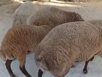 نعجة, الأغنام — الصورة 3