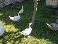 Ducks — फ़ोटो 8