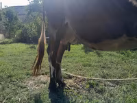 İnək, Simmental cattle — foto 5