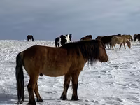 Caballo, Mugalzhar horse — foto 8