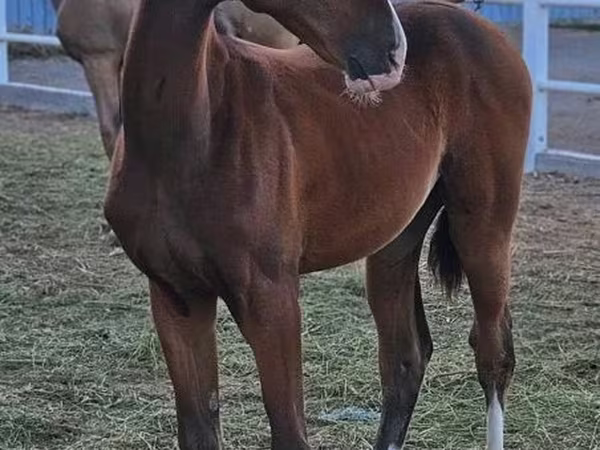 حصان, Akhal-Teke