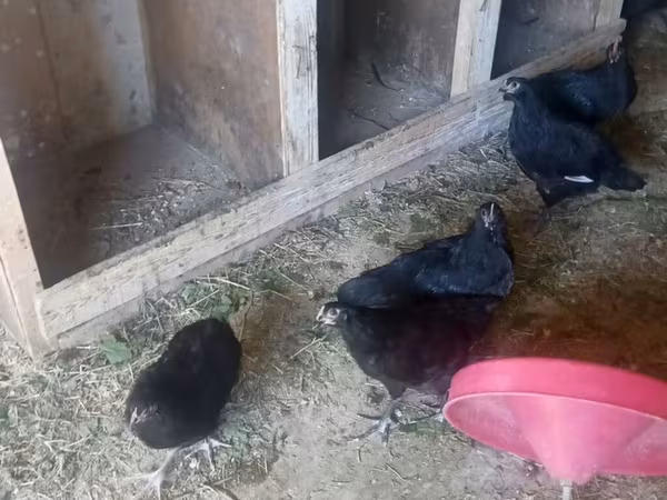 Australorp