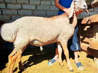 Qoç, Arashan sheep — foto 1