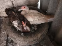Domestic Muscovy — photo 1