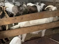 Koza, Saanen goat — foto 4