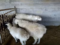 公羊, Sheep — 照片 6