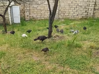 Turkeys — photo 1