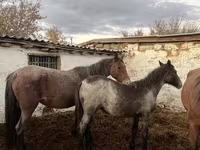 Égua, Cavalos — foto 1