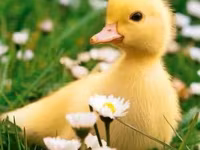 Ducks — photo 3