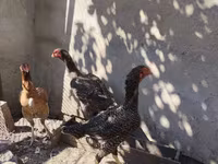 Chickens — photo 3