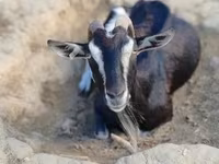 Koza, Toggenburg goat — foto 4