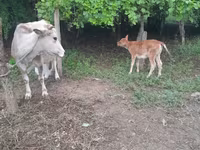 İnək, Mal-qara — foto 5