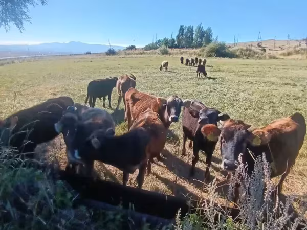 सांड, मवेशी — आर्मेनिया