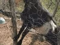 बकरा, Pomellata goat — फ़ोटो 3