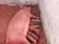 मादा सूअर, Дюрок — फ़ोटो 2