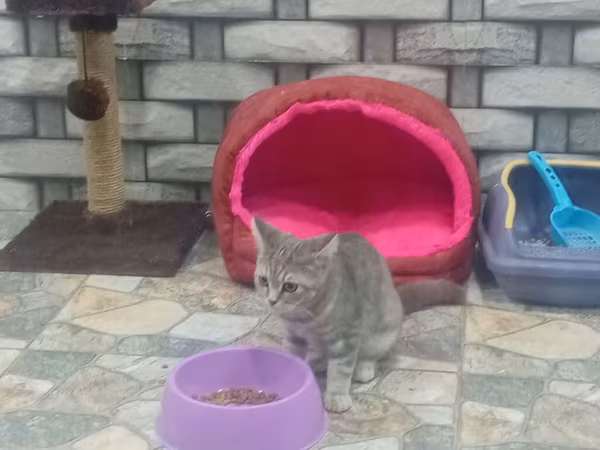 Məhsul: Pişik üçün aksessuar dəsti Tərkibev - Yumşaq, qapalı pişik
