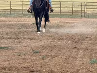 Madyan, National Show Horse — foto 1