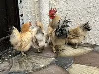 सेरामा — फ़ोटो 3