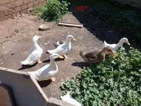 Alman Pekin — foto 1