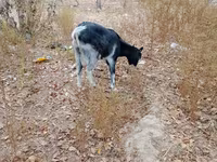 Cabras (lote, sexo não especificado), Cabras — foto 4