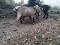 Goats (batch, sex not specified), Goats — photo 2