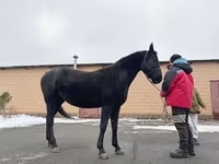 Toychoq, Akhal-Teke — 2-rasm