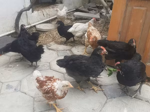 Chickens — Azerbaijan