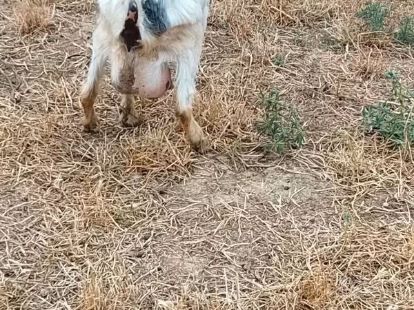 Goat, Goats — Azerbaijan